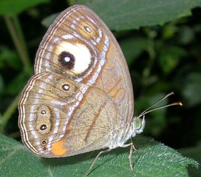 Many butterflies, such as this gladeye bushbrown (Mycalesis patnia), have eyespots on their wings.