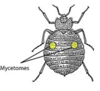 <span class="mw-page-title-main">Mycetome</span>