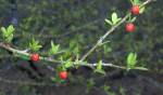 Myrtle-Leaved-Holly (2945097753).gif