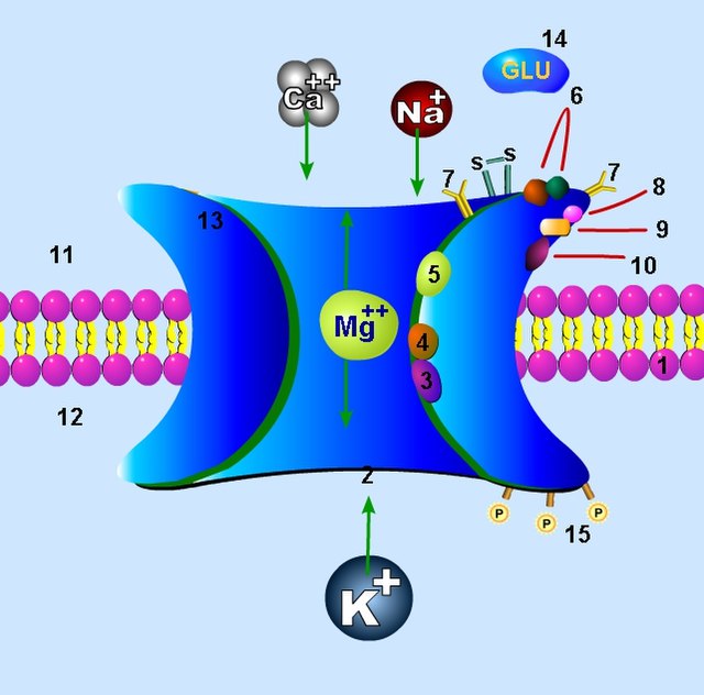 what is a nmda receptor
