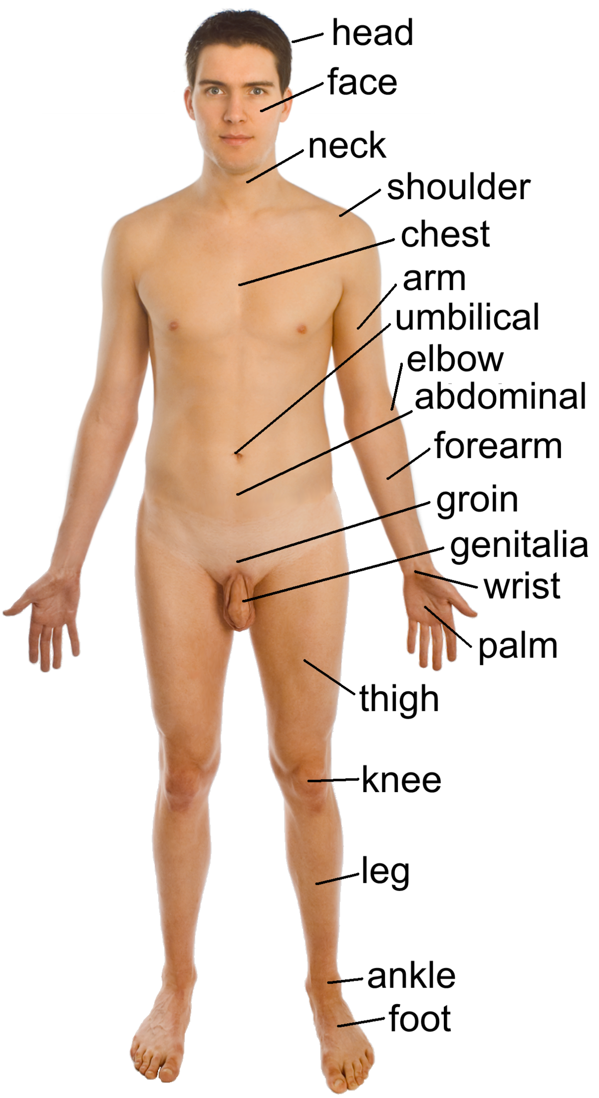 Ficheiro:Naked human male body front anterior (annotated-en).png