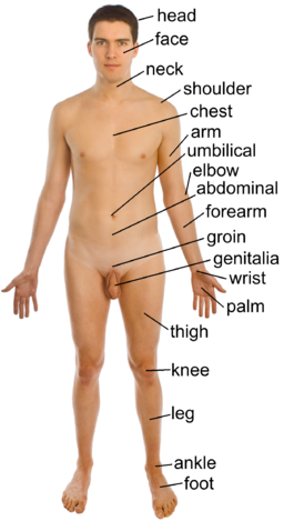 Naked human male body front anterior (annotated-en)