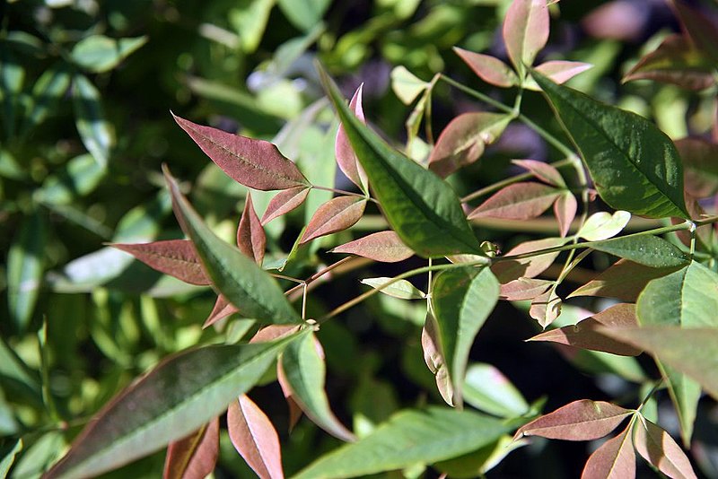 File:Nandina domestica Moyers Red 1zz.jpg