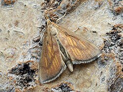 Nascia cilialis - Orange-rayed pearl (39948039035).jpg