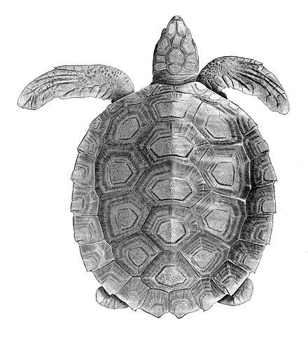 Симметрия черепахи. Плоскоспинная морская черепаха. Панцирь морской черепахи. Natator depressus. Черепашка сверху.