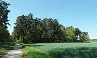 Dune in Mittelkamp