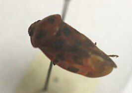 Cosmoscarta bispecularis