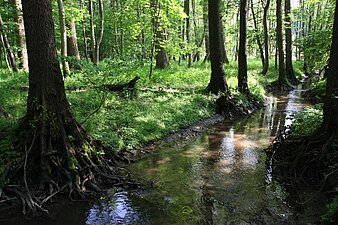 De Laibach in het natuurreservaat Tatenhausener Wald