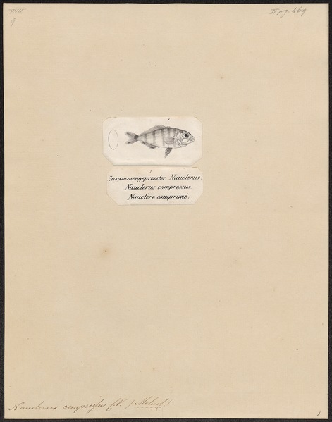File:Nauclerus compressus - 1700-1880 - Print - Iconographia Zoologica - Special Collections University of Amsterdam - UBA01 IZ13500441.tif