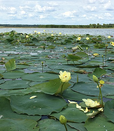 Nelumbo lutea, American lotus at Dixon Waterfowl Refuge.jpg