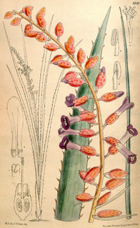 <i>Neoglaziovia</i> Genus of flowering plants