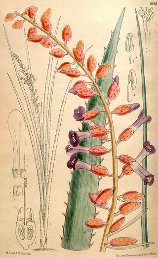 <i>Neoglaziovia</i> Genus of flowering plants