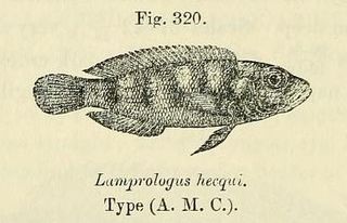 <i>Lepidiolamprologus hecqui</i> Species of fish