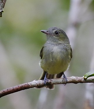 <span class="mw-page-title-main">Wied's tyrant-manakin</span> Species of bird