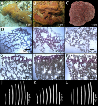 <i>Neopetrosia proxima</i> Species of sponge