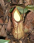 Thumbnail for Nepenthes rhombicaulis