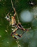 Thumbnail for Arachnology