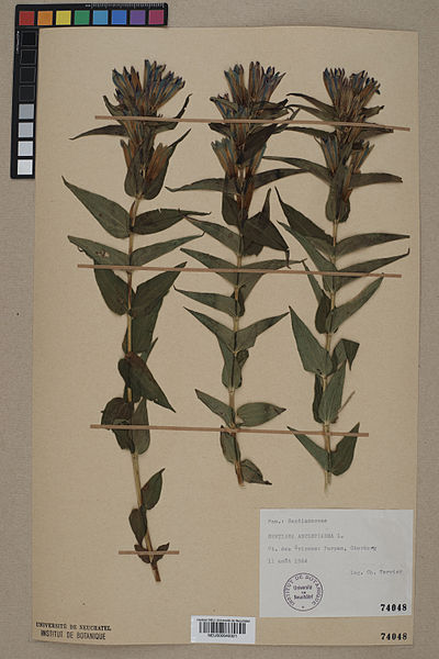 File:Neuchâtel Herbarium - Gentiana asclepiadea - NEU000040321.jpg