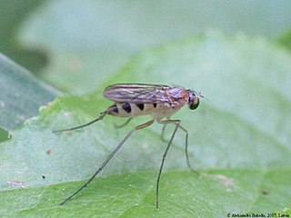 <i>Neurigona quadrifasciata</i> Species of fly