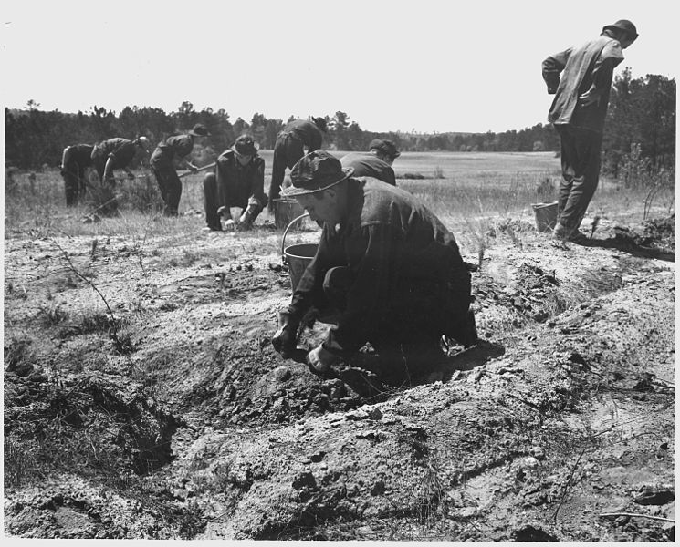 File:Newberry County, South Carolina. CCC enrollees planting pine seedlings on W. W. Riser's farm, Newbe . . . - NARA - 522760.jpg