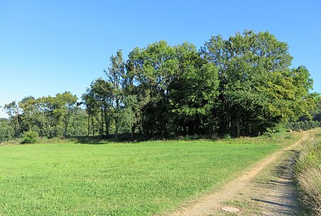 Niederwald Lüling