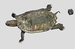 ニホンイシガメ Wikipedia