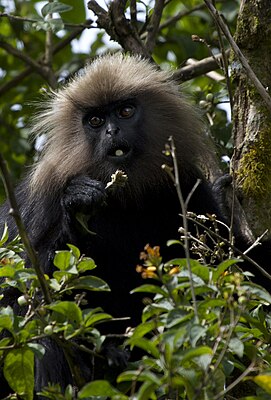 Nilgiri langur (1) av N.A. Naseer.jpg