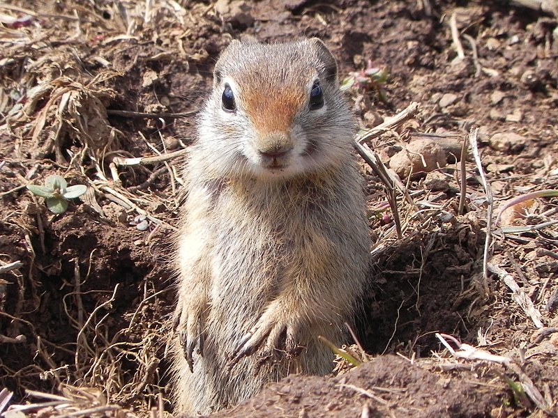 File:Northern Idaho Ground Squirrel Payette NF Bill Rautsaw (11825910005).jpg