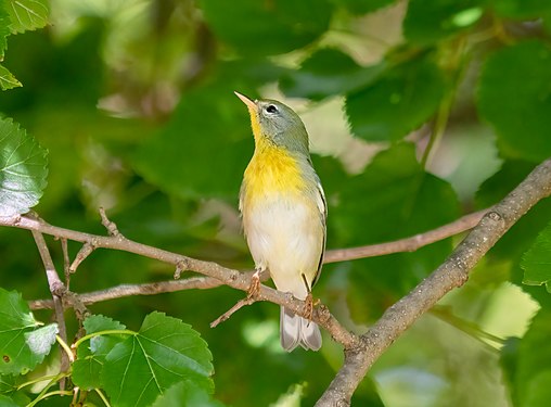 Northern parula in Prospect Park