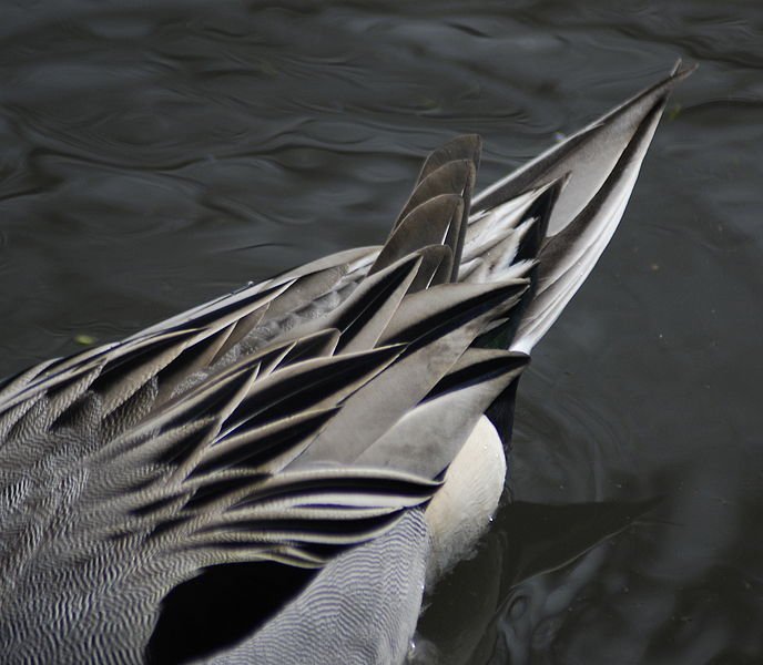 File:Northern pintail tail.jpg