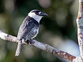 Notarchus macrorhynchus - Guianan puffbird; Manaus, Amazonas, Brazil.jpg