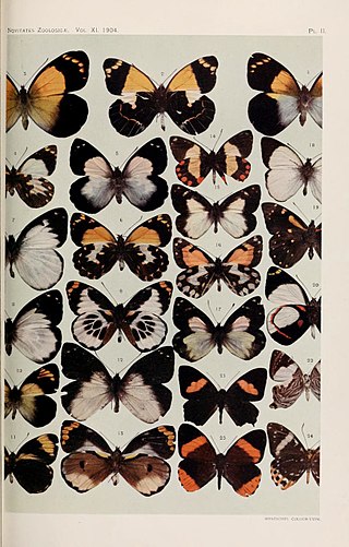 <i>Delias eichhorni</i> Species of butterfly