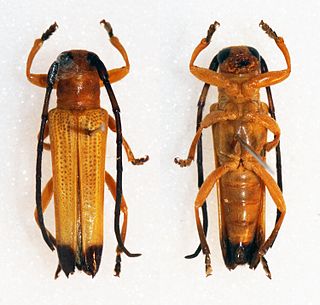 <i>Nupserha ustulata</i> Species of beetle