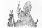 Thumbnail for Ja slit-faced bat