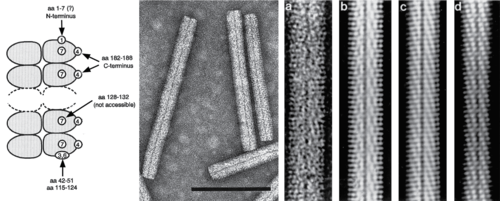 (Left) Scheme showing the accessibility to antibodies of various parts of the coat protein amino acid (aa) sequence in particles of BNYVV. Encircled numbers designate different epitopes. (Center) Negative contrast electron micrograph of stained purified particles of BNYVV. (Right) From left (a) negative contrast electron micrograph of a BNYVV particle and (b, c, d) computer-filtered micrographs of BNYVV particle. OPSR.Beny.fig1.v2.png