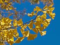 Одесса ботаникалық бағы Gingko biloba 01.jpg