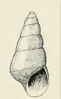 <i>Odostomia angularis</i> species of mollusc