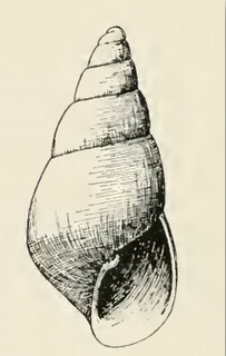 <i>Odostomia donilla</i> species of mollusc