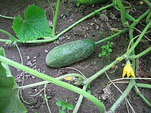 Ogórek Cucumber.jpg