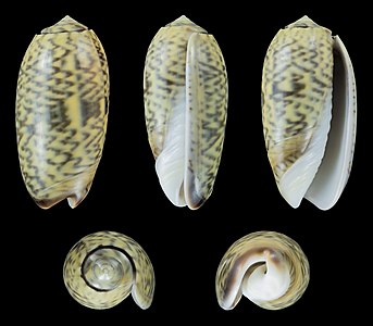 Oliva (Oliva) keenii (Zigzag pattern)