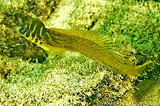 <i>Omobranchus anolius</i> Species of fish