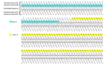 Example of a six-frame translation. The nucleotide sequence is shown in the middle with forward translations above and reverse translations below. Two possible open reading frames with the sequences are highlighted. Open reading frame.jpg