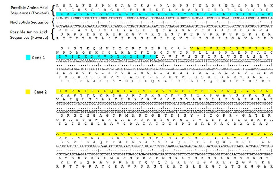 Открытая рамка считывания. Forward and Reverse reads sequencing. Open read 3 one открытая рамка считывания.