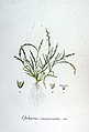 Ophiurus incurvatus — Flora Batava — Volume v7.jpg