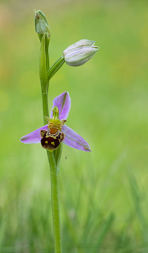 Цветок и бутоны офрис пчелоносной (Óphrys apifera)