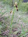 Ophrys sphegodes (s. str.) Bisamberg near Vienna