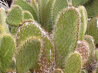 <i>Opuntia helleri</i> Species of cactus