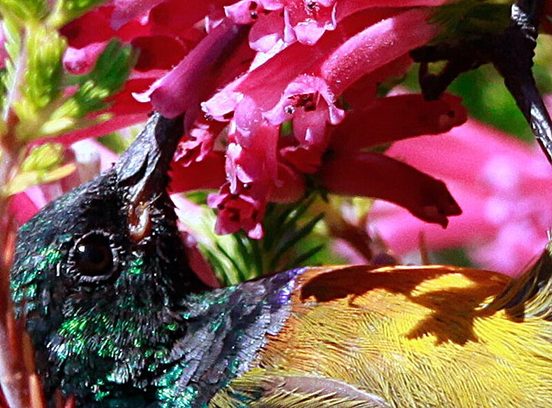 File:Orange-breasted Sunbird, Anthobaphes violacea (8418498625).jpg