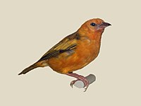 Weaver, Orange ♂ Ploceus aurantius
