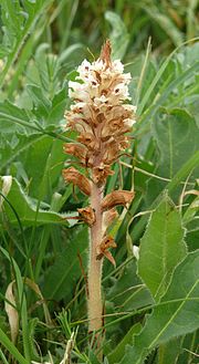 Thumbnail for Orobanche picridis-hieracioidis